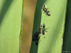Cephalotes borgmeieri