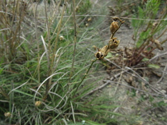 Linaria macroura