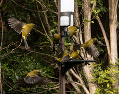 Anthornis melanura melanura