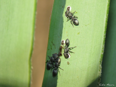 Cephalotes borgmeieri