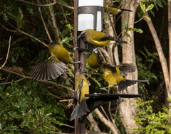 Anthornis melanura melanura
