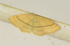 Cyclophora linearia