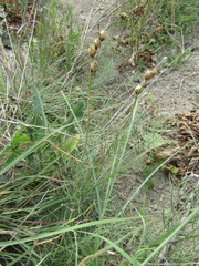 Linaria macroura