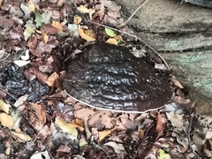 Ganoderma resinaceum