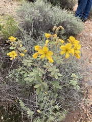 Senna covesii