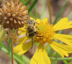 Halictus ligatus