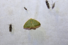 Thalera pistasciaria