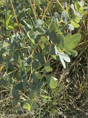Baptisia