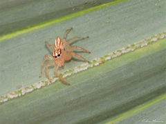 Chira