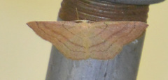 Cyclophora linearia