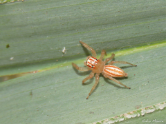 Chira