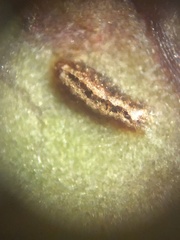 Mycosphaerella chimaphilae