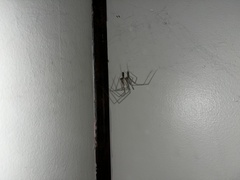 Pholcidae