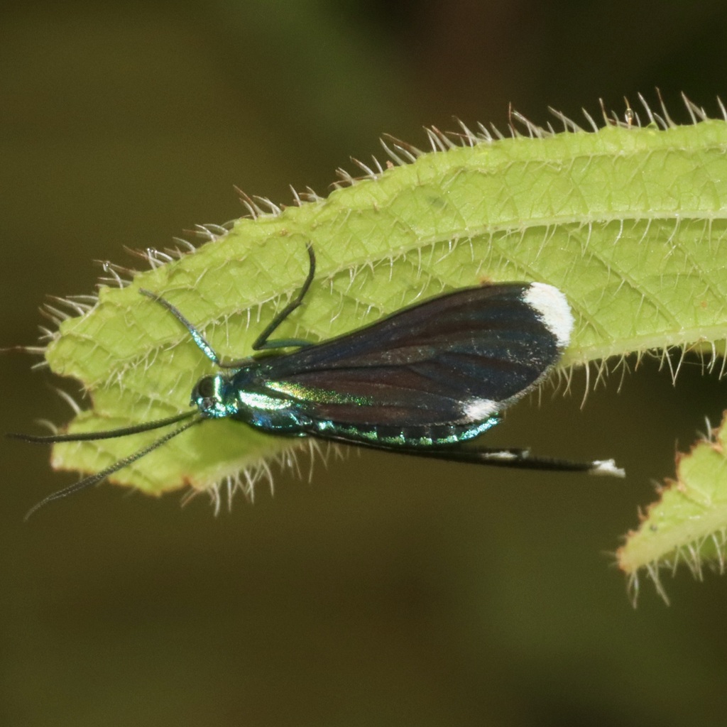 Uranophora rabdonota