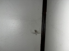 Pholcidae