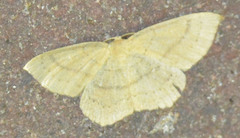 Cyclophora linearia