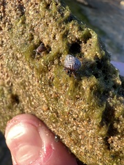 Echinolittorina ziczac