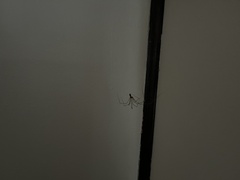 Pholcidae