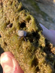 Echinolittorina ziczac