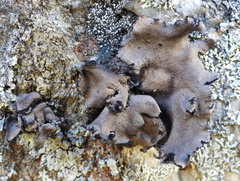 Umbilicaria polyrrhiza