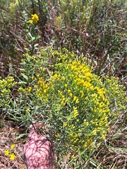 Euthamia gymnospermoides