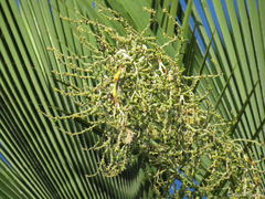 Copernicia prunifera