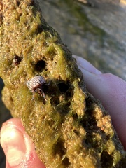 Echinolittorina ziczac