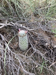 Mammillaria grahamii