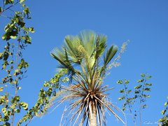 Copernicia prunifera
