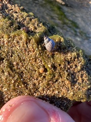 Echinolittorina ziczac