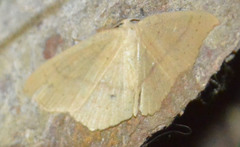 Cyclophora linearia