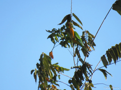 Eupsittula cactorum