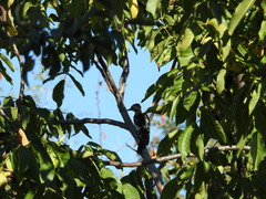 Dendrocopos syriacus