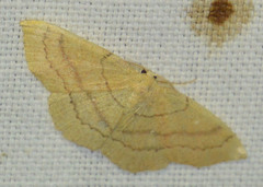 Cyclophora linearia