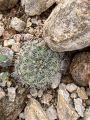 Mammillaria grahamii