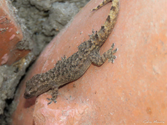 Hemidactylus agrius