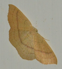 Cyclophora linearia