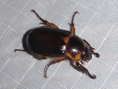 Ancognatha manca