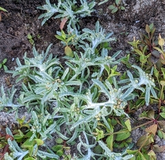 Gnaphalium uliginosum