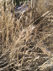 Bromus madritensis