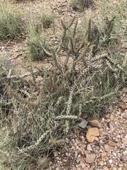 Cylindropuntia acanthocarpa