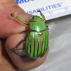 Chrysina gloriosa