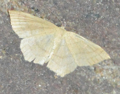Cyclophora linearia