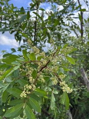 Schinus terebinthifolia