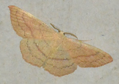 Cyclophora linearia