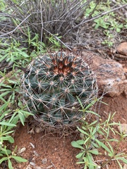 Mammillaria wrightii
