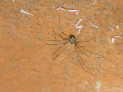 Pholcidae
