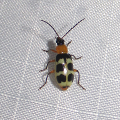 Paranapiacaba tricincta