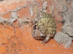 Scinax x-signatus