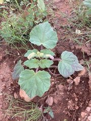 Proboscidea louisianica